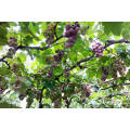 Economic crop fresh red grape